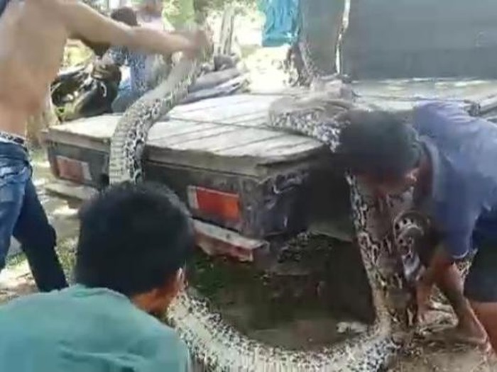 Ular piton 9 meter di Muna Barat, Sultra diangkut ke mobil pikap untuk dijual.