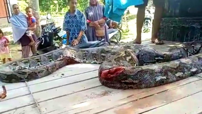 Ular piton 9 meter di Muna Barat, Sultra.