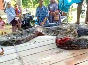 2 Piton Raksasa Bikin Geger Warga Muna-Mati Ditebas Sajam