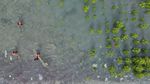 Aksi Basarnas Palu Tanam Mangrove di Pantai Dupa