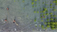 Foto udara sejumlah personel Basarnas saat menanam mangrove, di area konservasi tanaman mangrove, Pantai Dupa, Palu, Sulawesi Tengah