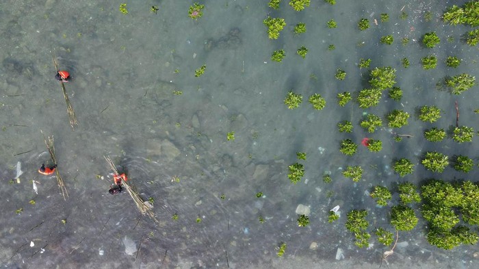 Personel Basarnas menanam mangrove di kawasan konservasi mangrove Pantai Dupa Indah, Palu, Sulawesi Tengah, Kamis (23/2/2023). Penanaman mangrove tersebut dalam rangka memperingati HUT ke-51 Basarnas dan sebagai bentuk kepedulian terhadap lingkungan serta sebagai upaya memperkecil resiko bencana akibat gelombang laut.