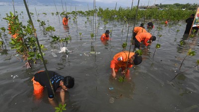 Aksi Basarnas Palu Tanam Mangrove di Pantai Dupa