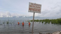 Penanaman mangrove tersebut dalam rangka memperingati HUT ke-51 Basarnas dan sebagai bentuk kepedulian terhadap lingkungan serta sebagai upaya memperkecil resiko bencana akibat gelombang laut.