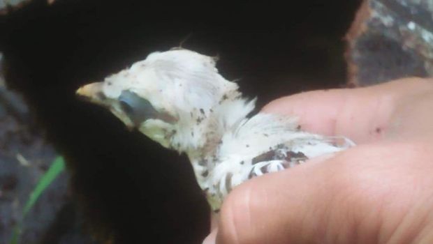 Anak burung Jalak Bali yang ditemukan warga di pohon kelapa yang tumbang di Dusun Sumbersari, Jembrana, Kamis (23/2/2023).