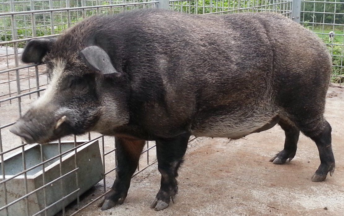 Babi super Sanglochon yang merupakan persilangan antara babi dan babi hutan.