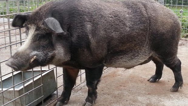 Babi super Sanglochon yang merupakan persilangan antara babi dan babi hutan.