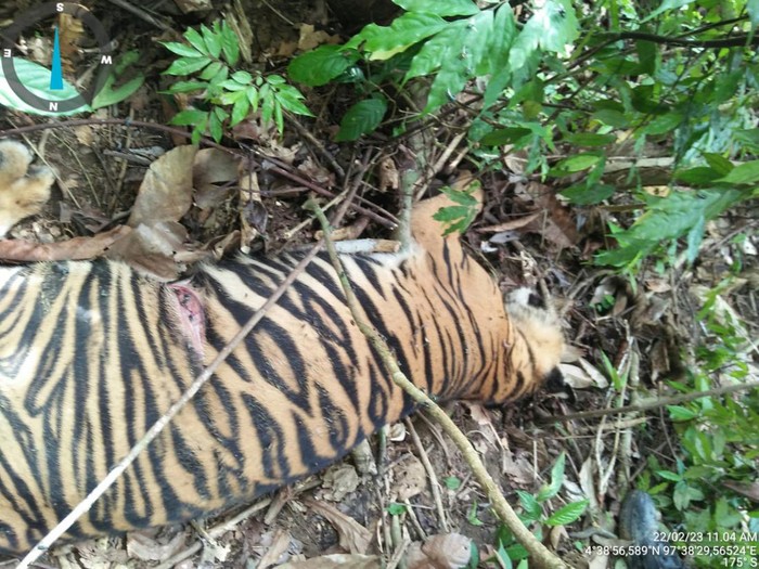 Harimau mati di AcehTimur (Dok. BKSDA Aceh)