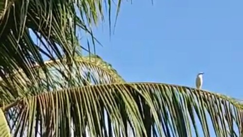 Burung Jalak Bali hinggap di kebun warga Desa Sumbersari, Jembrana, Bali, Kamis (23/2/2023).