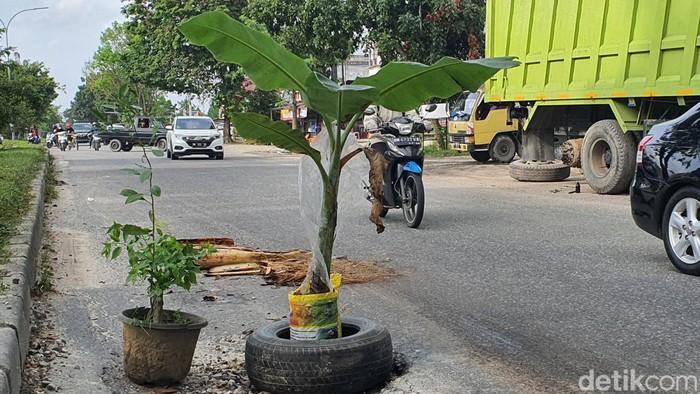 Jalan berlubang di Pekanbaru ditanami pohon pisang.