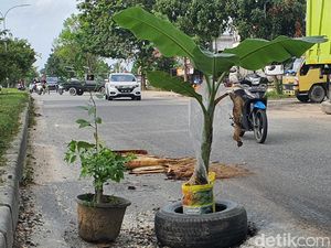 Ada Jalan Berlubang, Warga Pekanbaru Tanam Pohon Pisang dan Jeruk