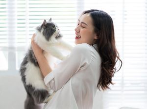10 Jenis Kucing dan Sifatnya yang Paling Populer di Dunia