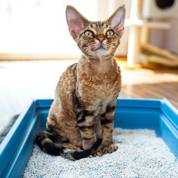 Jenis Kucing yang Paling Populer Inilah berbagai jenis kucing yang paling populer dunia