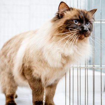 Jenis Kucing yang Paling Populer Inilah berbagai jenis kucing yang paling populer dunia