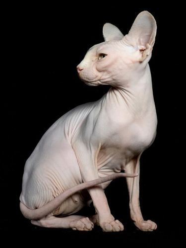 Jenis Kucing yang Paling Populer Inilah berbagai jenis kucing yang paling populer dunia