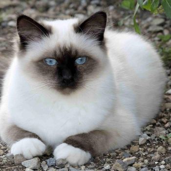 Jenis Kucing yang Paling Populer Inilah berbagai jenis kucing yang paling populer dunia