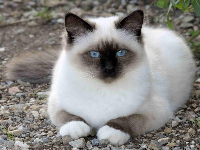 Inilah berbagai jenis kucing yang paling populer dunia