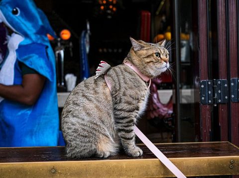 Jenis Kucing yang Paling Populer Inilah berbagai jenis kucing yang paling populer dunia