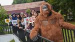 Santuy... Orangutan di Medan Ini Asyik Nongkrong di Kafe