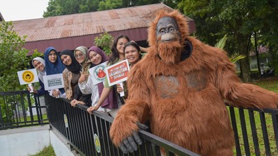 Santuy... Orangutan di Medan Ini Asyik Nongkrong di Kafe