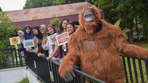 Santuy... Orangutan di Medan Ini Asyik Nongkrong di Kafe