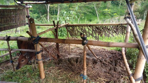Kandang sapi milik I Wayan Alit yang dua ekor sapinya hilang digondol maling di Banjar Dinas Daya, Desa Ban, Kecamatan Kubu, Karangasem pada Rabu (22/2/2023). (istimewa)