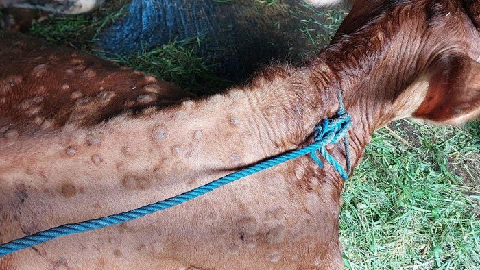 Kondisi sapi yang terkena LSD di Kulon Progo, DIY.