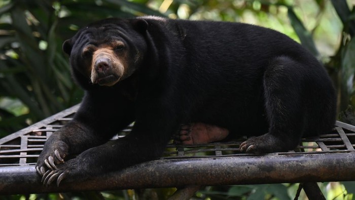KONSERVASI BERUANG MADU MASKOT KOTA BALIKPAPAN Seekor beruang madu (Helarctos malayanus) berada di tempat konservasi Kawasan Wisata Pendidikan Lingkungan Hidup (KWPLH) Balikpapan, Kalimantan Timur, Rabu (22/2//2023). KWPLH Balikpapan didirikan oleh Dinas Kehutanan Provinsi Kaltim sebagai tempat konservasi bagi beruang madu hasil sitaan BKSDA dari penduduk yang memeilhara beruang madu secara ilegal tapi tidak dapat dilepasliarkan akibat cacat terkena jerat maupun perubahan perilaku. ANTARA FOTO/Indrianto Eko Suwarso/aww.