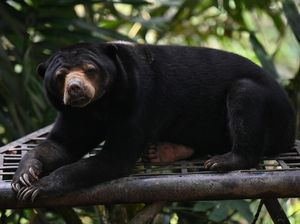Beruang Madu: Ciri Fisik, Habitat, Makanan, dan Cara Berkembang Biak