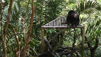 Hasil sitaan tersebut diambil dari penduduk yang memelihara beruang madu secara ilegal tapi tidak dapat dilepasliarkan akibat cacat terkena jerat maupun perubahan perilaku.