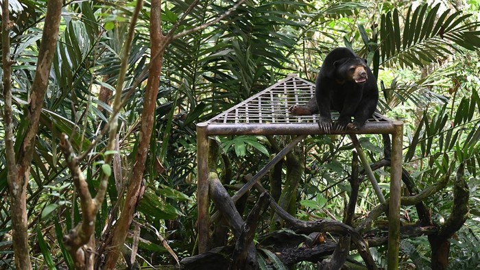 Seekor beruang madu (Helarctos malayanus) berada di tempat konservasi Kawasan Wisata Pendidikan Lingkungan Hidup (KWPLH) Balikpapan, Kalimantan Timur, Rabu (22/2//2023). KWPLH Balikpapan didirikan oleh Dinas Kehutanan Provinsi Kaltim sebagai tempat konservasi bagi beruang madu hasil sitaan BKSDA dari penduduk yang memeilhara beruang madu secara ilegal tapi tidak dapat dilepasliarkan akibat cacat terkena jerat maupun perubahan perilaku. ANTARA FOTO/Indrianto Eko Suwarso/aww.