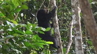 Seekor beruang madu (Helarctos malayanus) berada di tempat konservasi Kawasan Wisata Pendidikan Lingkungan Hidup (KWPLH) Balikpapan, Kalimantan Timur, Rabu (22/2//2023).