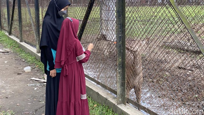 Pengunjung melihat rusa di Taman USU. (Foto: Maryam Mazaya)