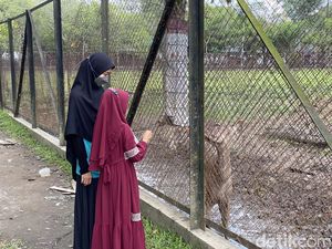 Wisata Gratis di Taman Kampus USU, Bisa Kasih Makan Rusa