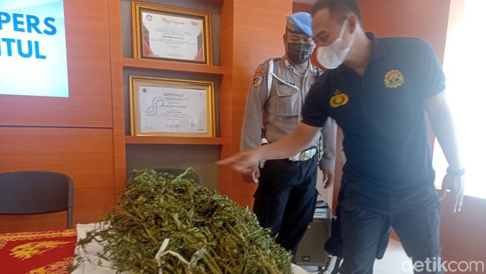 Polisi saat menunjukkan barang bukti berupa ganja di Mapolres Bantul, Kamis (23/2/2023).