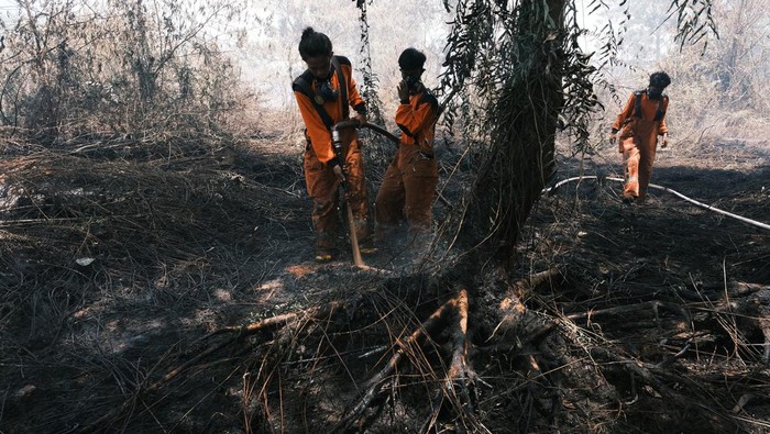Potret Lahan Gambut yang Terbakar Usai Disegel Pemkot Pontianak Baliho penyegelan terpancang di lokasi kebakaran hutan dan lahan (karhutla) di kawasan Parit Demang Dalam, Pontianak, Kalimantan Barat, Kamis (23/2/2023). Pemkot Pontianak menyegel lahan gambut seluas satu hektar yang diduga dibakar karena melanggar Perwa Nomor 114 Tahun 2021 tentang Kebakaran Hutan dan Lahan. ANTARA FOTO/Jessica Helena Wuysang/rwa.
