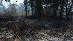 Potret Lahan Gambut yang Terbakar Usai Disegel Pemkot Pontianak