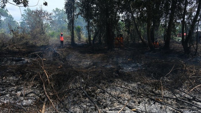 Baliho penyegelan terpancang di lokasi kebakaran hutan dan lahan (karhutla) di kawasan Parit Demang Dalam, Pontianak, Kalimantan Barat, Kamis (23/2/2023). Pemkot Pontianak menyegel lahan gambut seluas satu hektar yang diduga dibakar karena melanggar Perwa Nomor 114 Tahun 2021 tentang Kebakaran Hutan dan Lahan. ANTARA FOTO/Jessica Helena Wuysang/rwa.