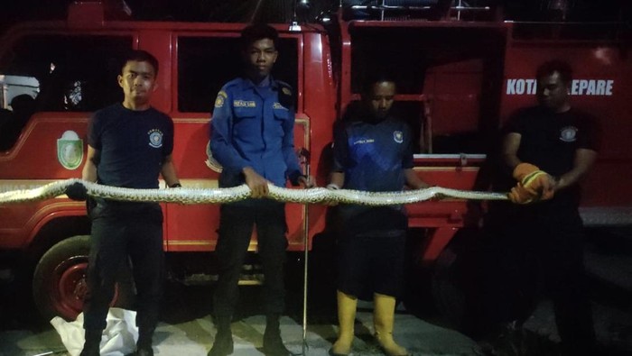 Damkar Parepare mengevakuasi ular sepanjang 3 meter yang memangsa ayam warga.