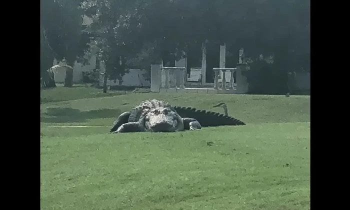 Aligator raksasa