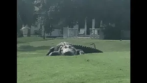 Viral Aligator Raksasa Santai di Padang Golf