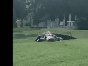 Viral Aligator Raksasa Santai di Padang Golf