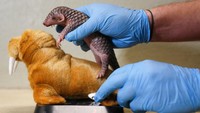 Berat lahir bayi itu hanya 135 gram (4,76 ons). Orang dewasa bisa mencapai hingga 15 kilogram.  
