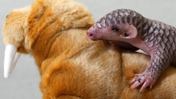 Gemas! Bayi Trenggiling Pertama Eropa Lahir di Kebun Binatang Praha A keeper holds a baby Chinese pangolin for it to be weighed at the Prague Zoo, Czech Republic, Thursday, Feb. 23, 2023. A female baby of Chinese pangolin has been born in the Prague zoo on Feb 2, 2023, as the first birth of the critically endangered animal on the European continent, and was doing well, the park said. (AP Photo/Petr David Josek)