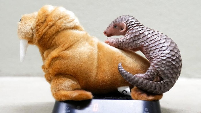 Gemas! Bayi Trenggiling Pertama Eropa Lahir di Kebun Binatang Praha A keeper holds a baby Chinese pangolin for it to be weighed at the Prague Zoo, Czech Republic, Thursday, Feb. 23, 2023. A female baby of Chinese pangolin has been born in the Prague zoo on Feb 2, 2023, as the first birth of the critically endangered animal on the European continent, and was doing well, the park said. (AP Photo/Petr David Josek)
