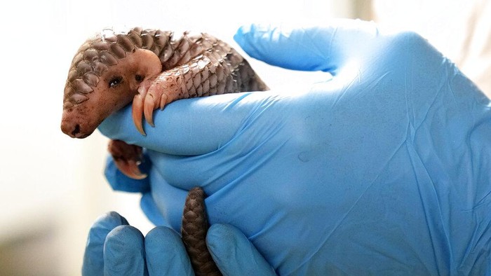 Gemas! Bayi Trenggiling Pertama Eropa Lahir di Kebun Binatang Praha A keeper holds a baby Chinese pangolin for it to be weighed at the Prague Zoo, Czech Republic, Thursday, Feb. 23, 2023. A female baby of Chinese pangolin has been born in the Prague zoo on Feb 2, 2023, as the first birth of the critically endangered animal on the European continent, and was doing well, the park said. (AP Photo/Petr David Josek)