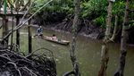 Asrinya Hutan Mangrove Kuala Langsa di Aceh