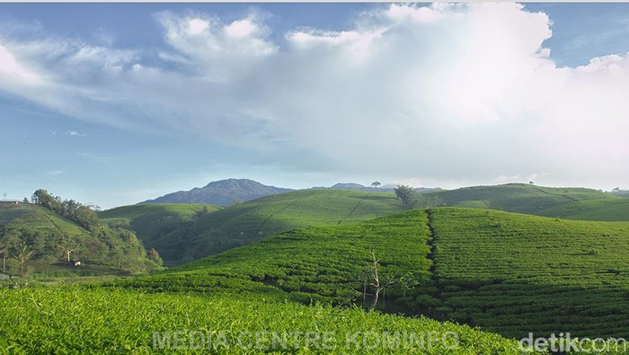 Kebun teh Kabawetan di Kepahiang, Bengkulu.