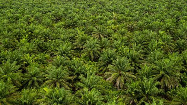 Perkebunan kelapa sawit (The Washington Post via Getty Images)
