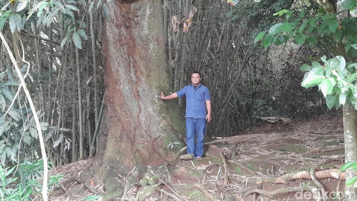 Pohon magga raksasa di Desa Cipasang, Kecamatan Cibugel, Kabupaten Sumedang.